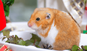 How To Tell if a Hamster Is Pregnant [8 Signs] - HamstersInfo.com