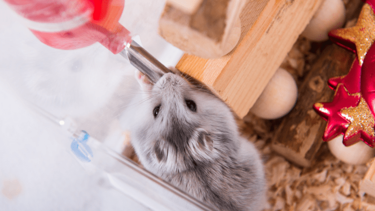 How Much Water Does a Hamster Drink? - HamstersInfo.com