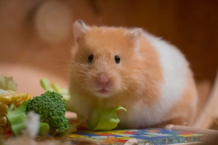 How Many Times Can A Hamster Get Pregnant HamstersInfo