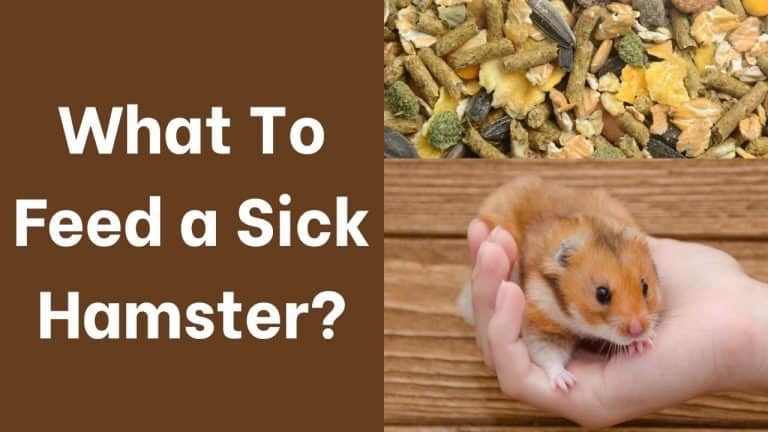 What To Feed a Sick Hamster? [Complete guide] - HamstersInfo.com - Sick Hamster Prevention Tips