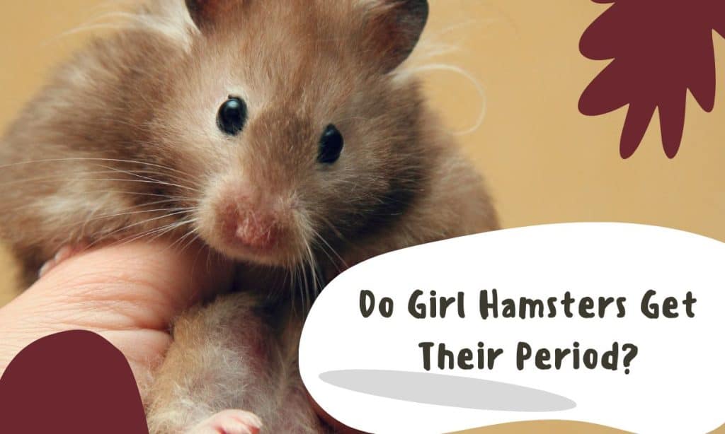 Do Girl Hamsters Get Their Period? [7 Reasons]