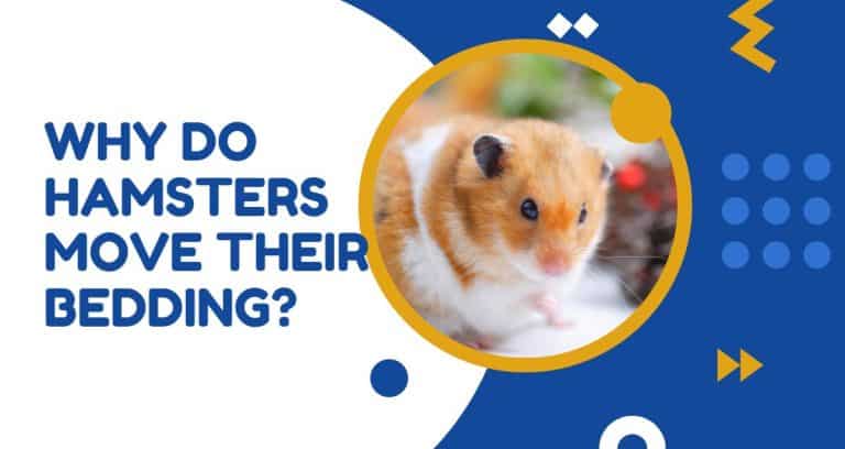 Photo inspiration: Visual Reference: Why Do Hamsters Move Their Bedding