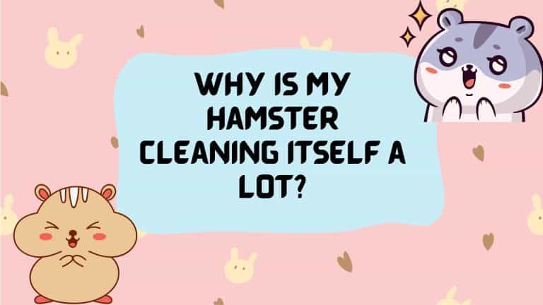 Why is My Hamster Cleaning Itself a Lot? - HamstersInfo.com - You Experiencing Hamster Master Cleaning-Large Indecent.