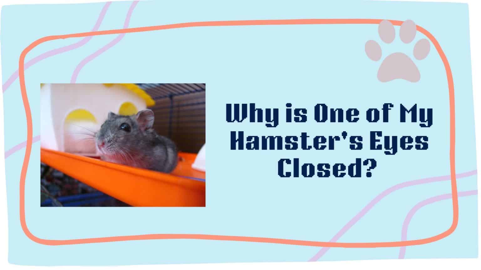 Why is One of My Hamster's Eyes Closed? [Reasons & What to Do ...