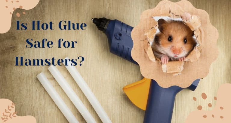 Is Hot Glue Safe For Hamsters Everything You Should Know HamstersInfo