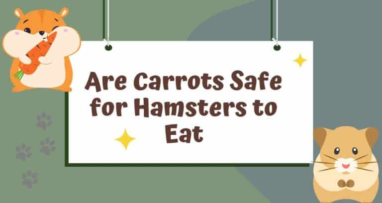 Are Carrots Safe for Hamsters to Eat? [Pros & Cons] - HamstersInfo.com