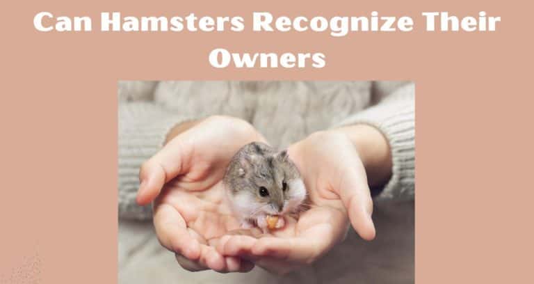 Photo inspiration: Hamster Owners Online Community Chat Reference: Can Hamsters Recognize Their Owners