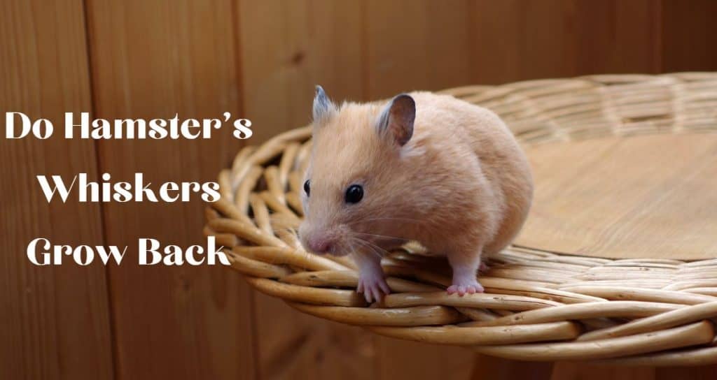 Image showcasing Do Hamster's Whiskers Grow Back? - HamstersInfo.com